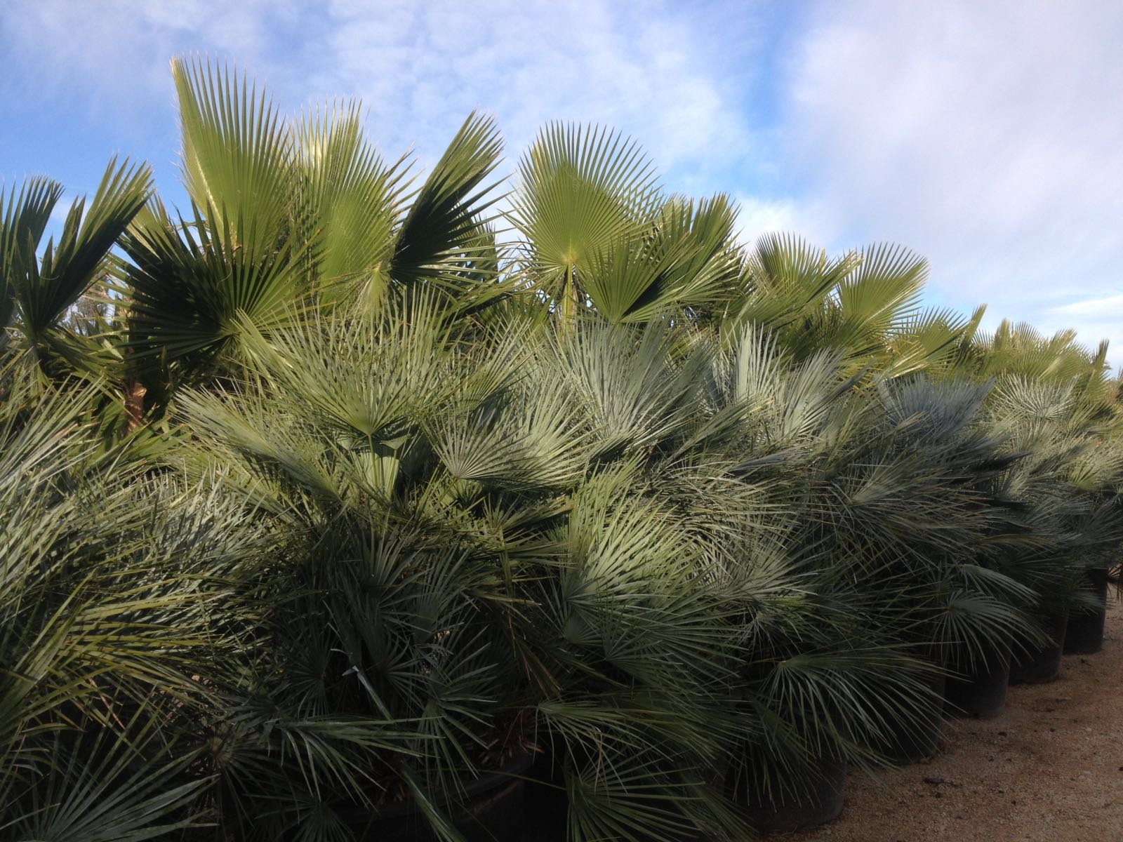 PALMACEE ORNAMENTALI VENDITA